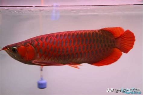 紅龍飼養|紅龍魚 飼養方法 品種介紹